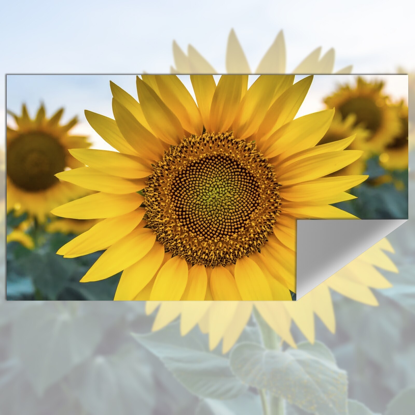 Projection Screen Reflective F - огляд і ціна Projector Screen 100 Inch